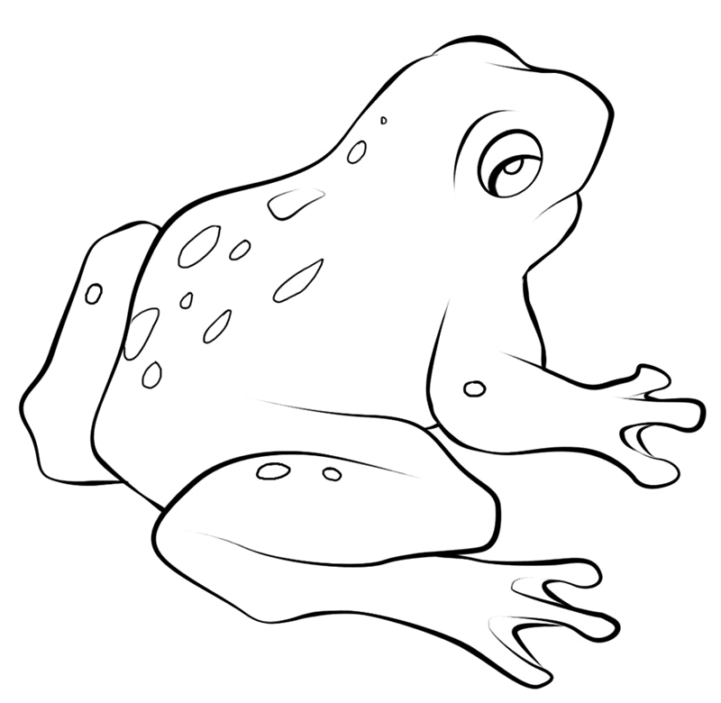 Frog Sketch Diagram Clip Art Library