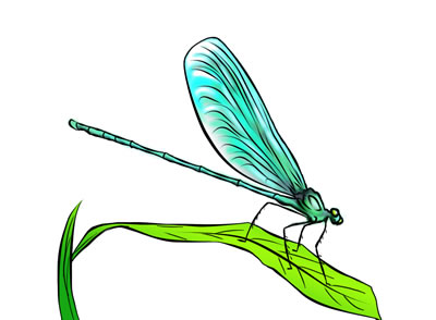 50 FREE Dragonfly Clip Art 2