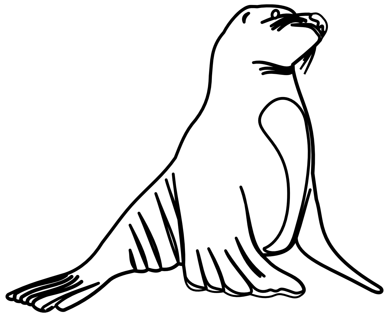 How To Draw A Sea Lion Easily - Clipart library