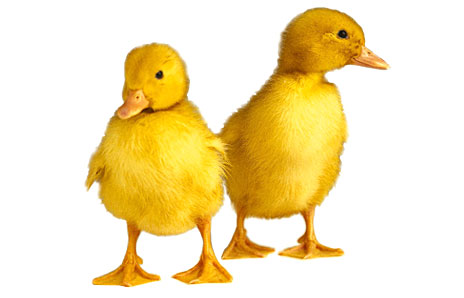 Easter Duckling Clipart Images  Pictures - Becuo