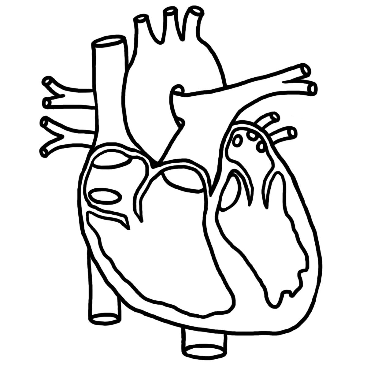 human heart diagram without labels