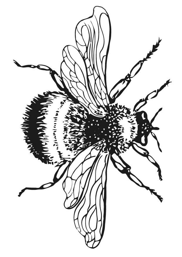 Bumble Bees Coloring Book - Kids Colouring Pages