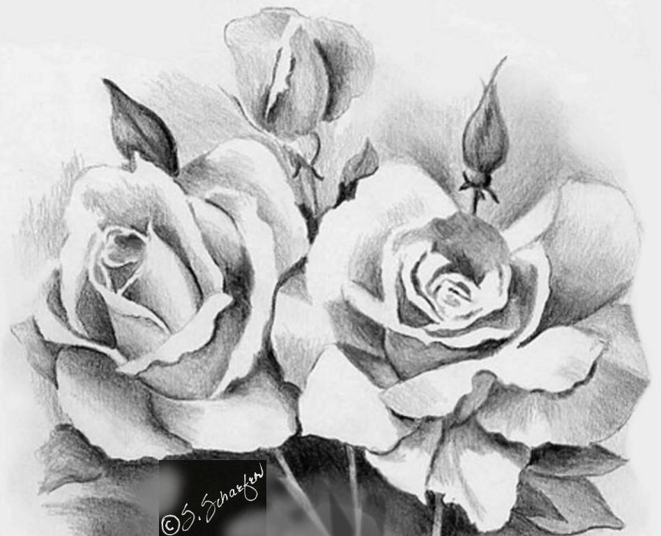 DRAWINGS OF ROSES WALLPAPERS | Drawing Tips