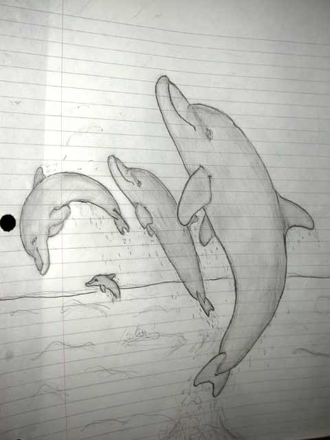 Dolphin Sketches 