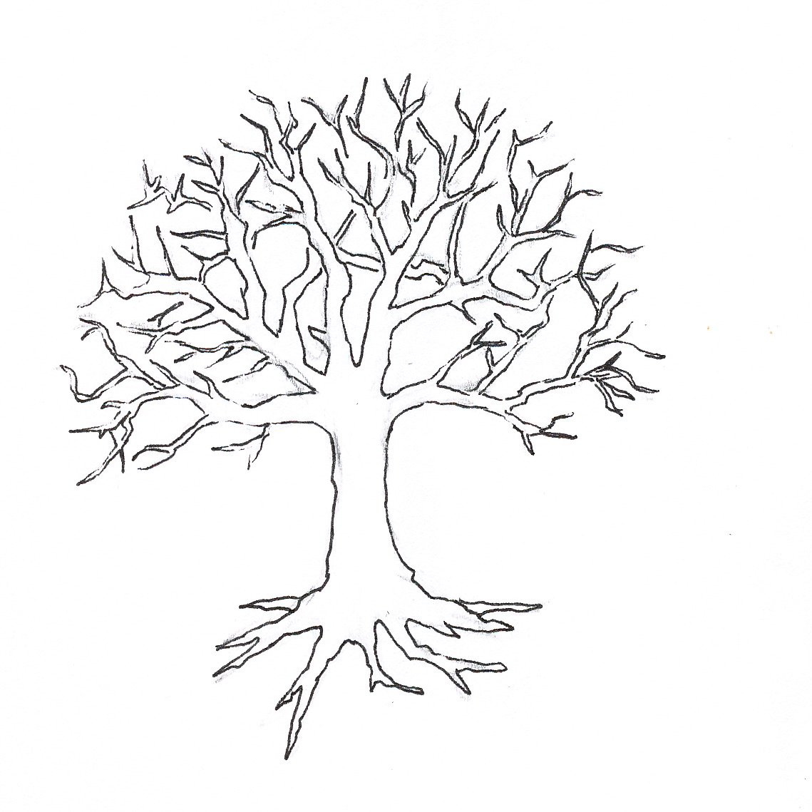 Free Tree Drawing Outline Download Free Tree Drawing Outline Png 