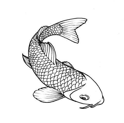 Koi Carp Fish Drawing Clip Art Library