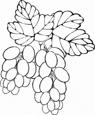 drawing-of-grapes-21486840.jpg