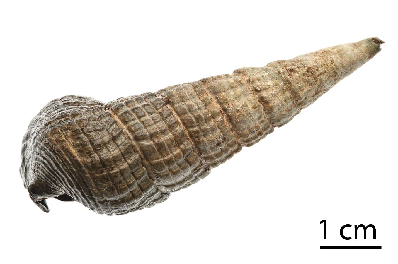 File:Terebralia palustris shell - Wikimedia Commons