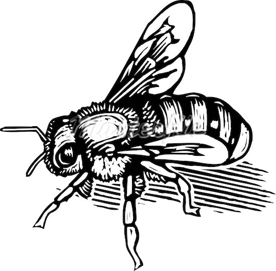 Bee Black And White Drawing images  pictures - NearPics