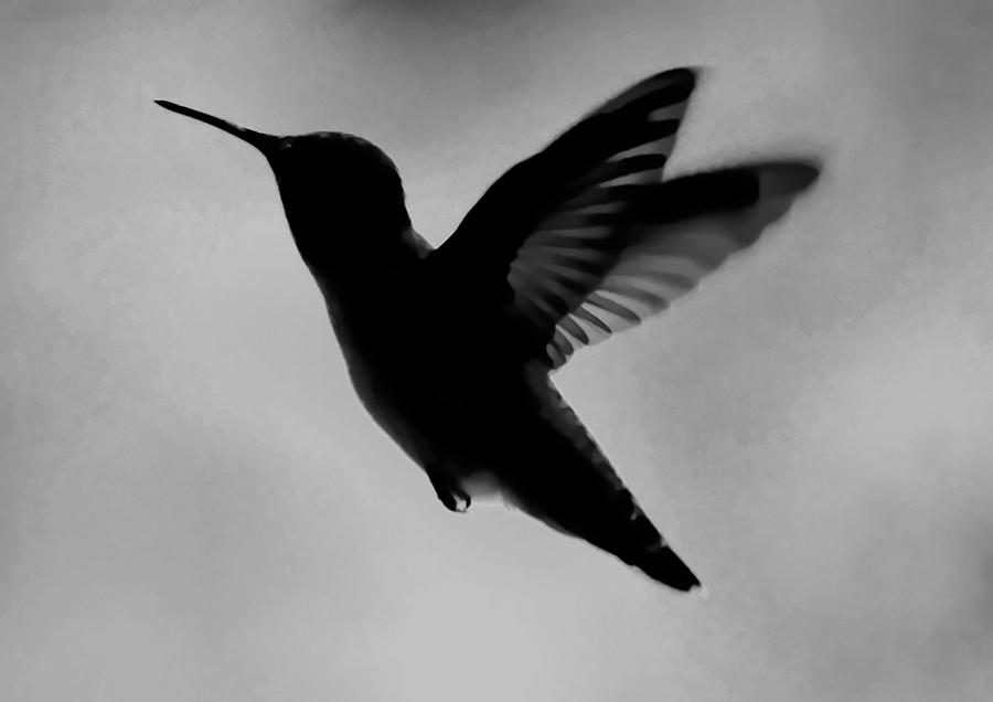 black and white photography hummingbird