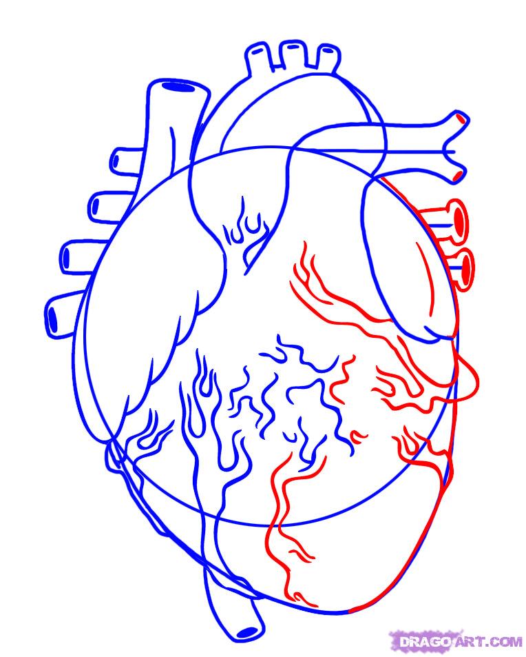 How to Draw a Human Heart, Step by Step, Anatomy, People, FREE 