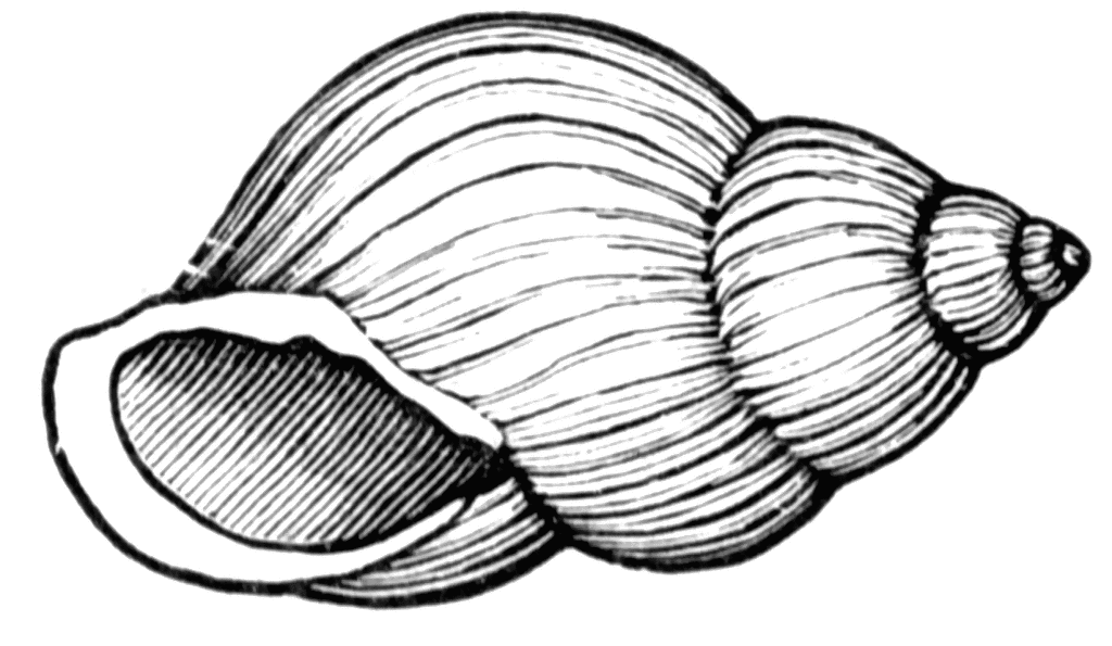 Snail Shell | ClipArt ETC