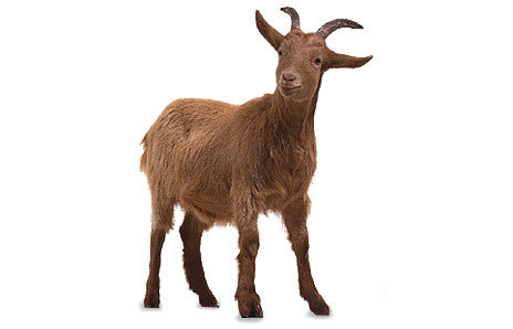 Goat Clip Art Free Download | Clipart library - Free Clipart Images