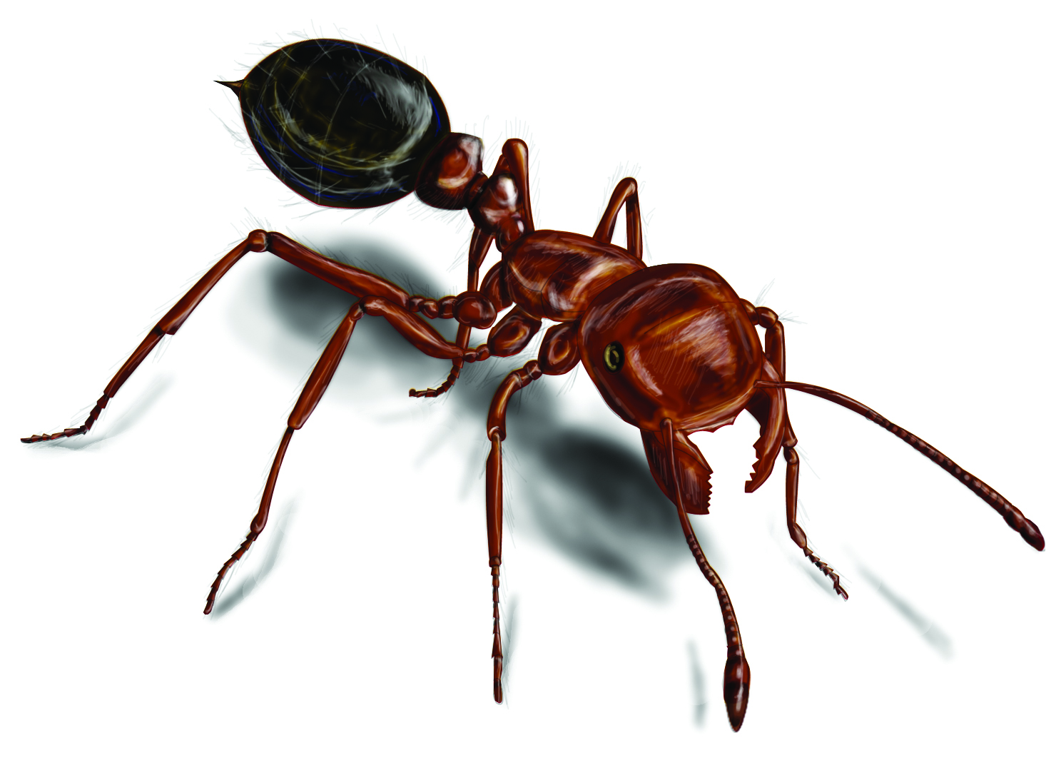 Fire Ants: Red Fire Ant Control  Facts - Orkin.