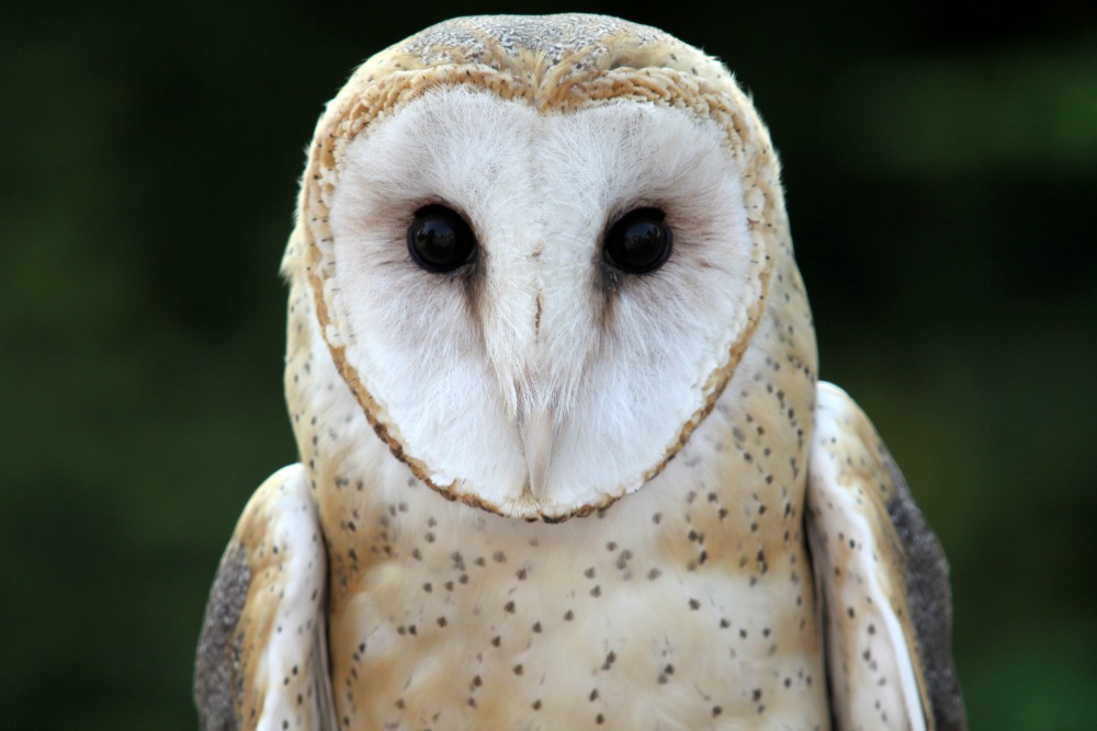 Barn Owl - The Cincinnati Zoo  Botanical Garden