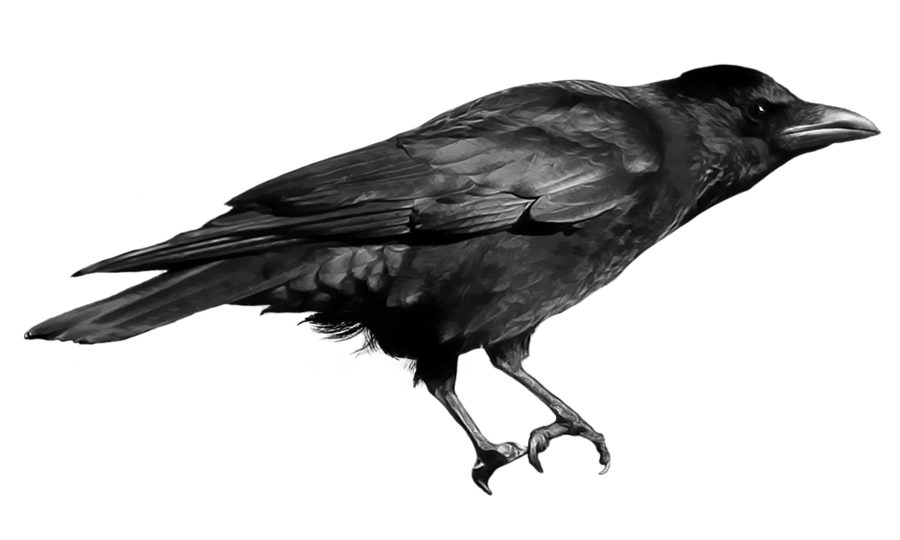 Free Flying Crow Png, Download Free Flying Crow Png png images, Free