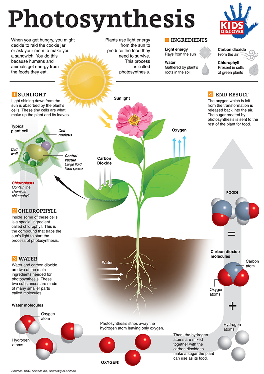 How Does Photosynthesis Work Step By Step