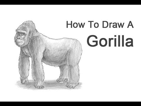 How to Draw a Gorilla - YouTube