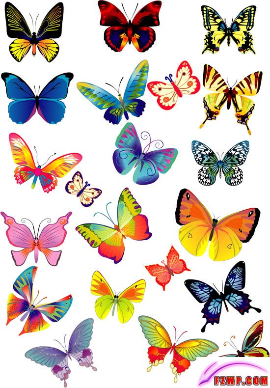 Butterfly Vector material eps format