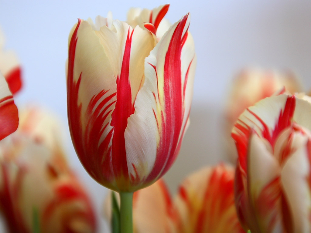 Red Tulip Hd Wallpaper For Mobile