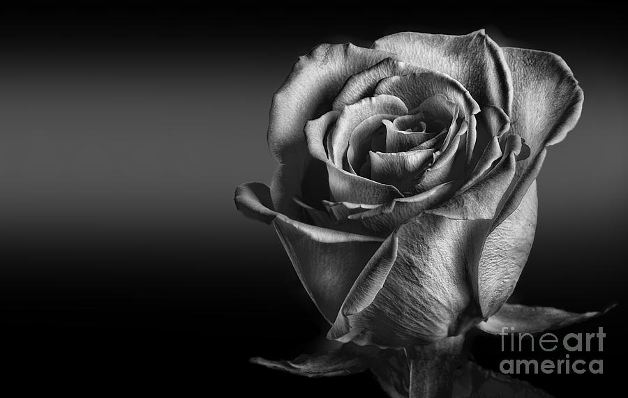 Black And White Rose by Naman Imagery