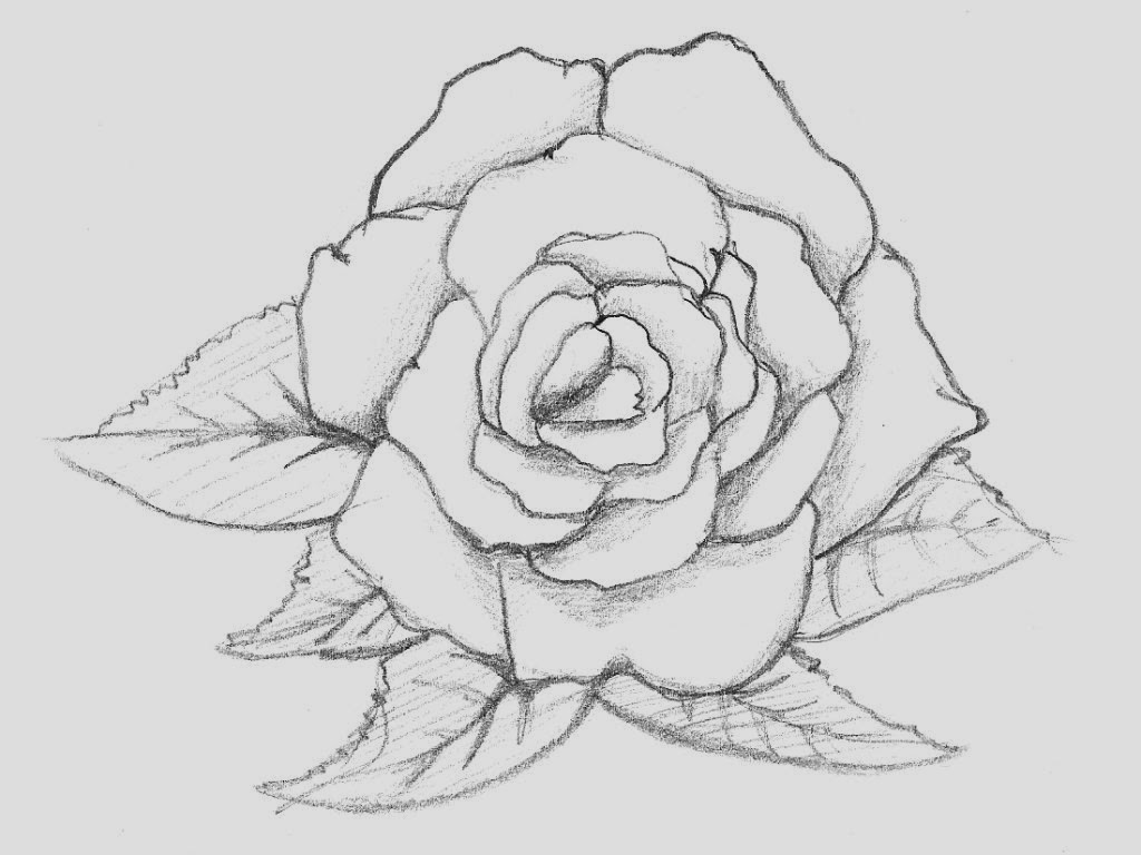 Free Rose Flower Drawing, Download Free Rose Flower Drawing png images