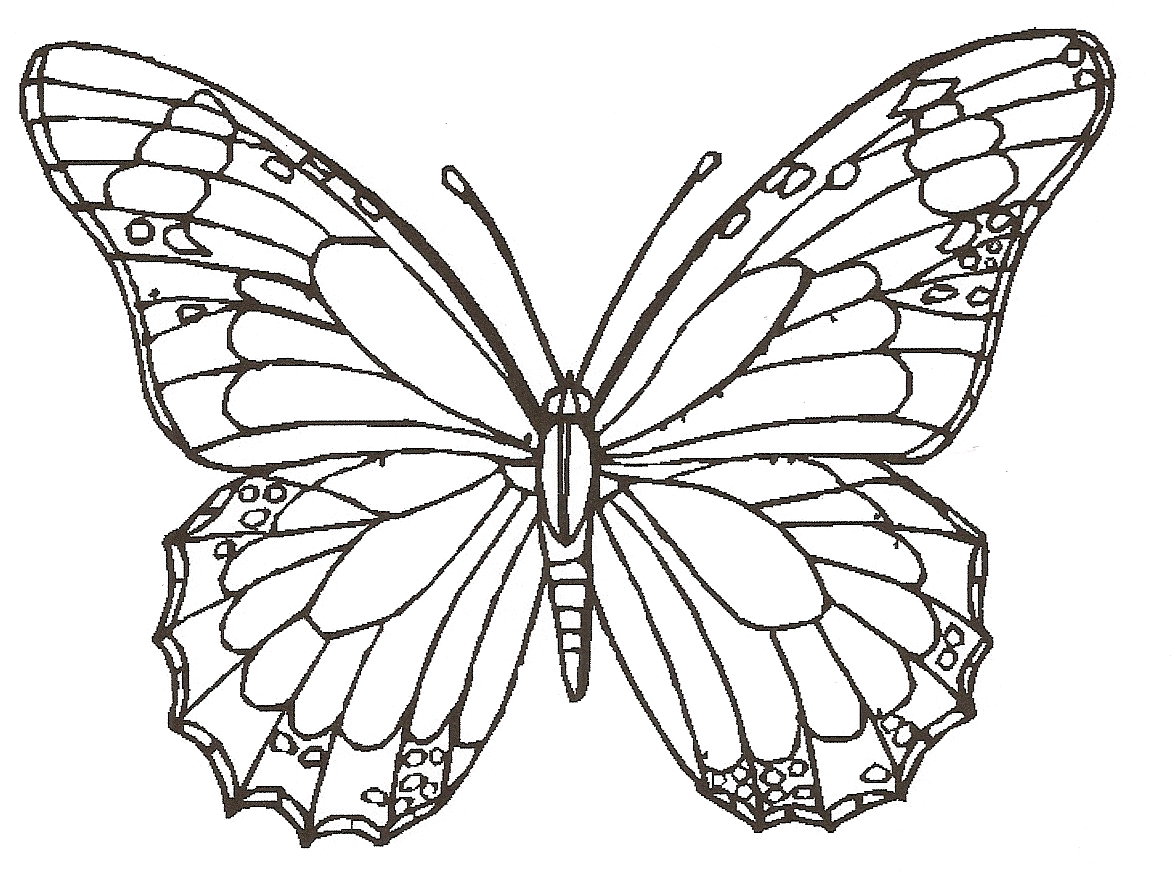 Free Butterfly Drawing, Download Free Butterfly Drawing png images