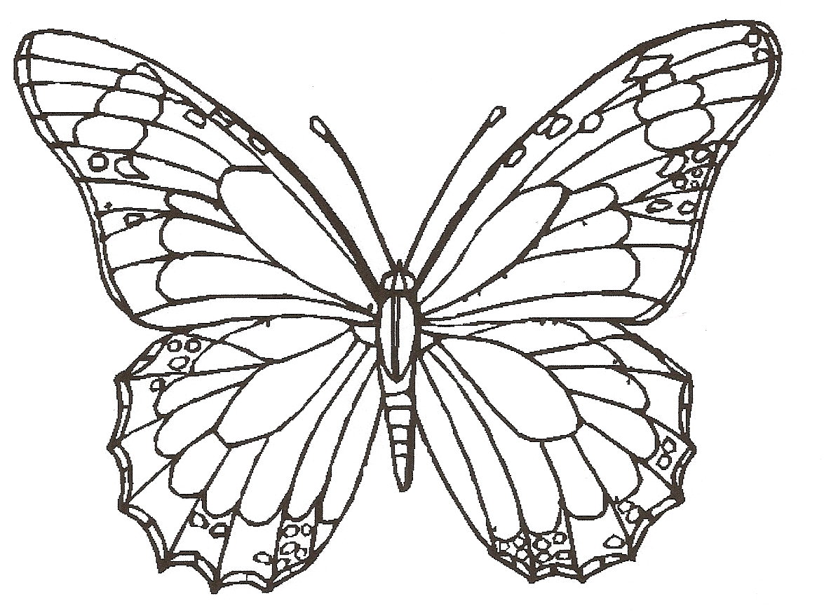 how to draw a butterfly on a rose