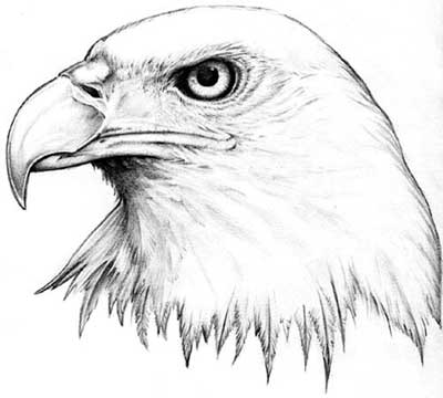 Black and White Eagle Tattoo 