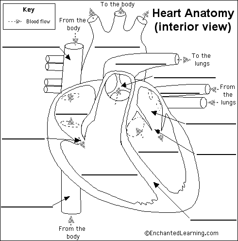 Human Heart Labeled - Health, Medicine and Anatomy ...