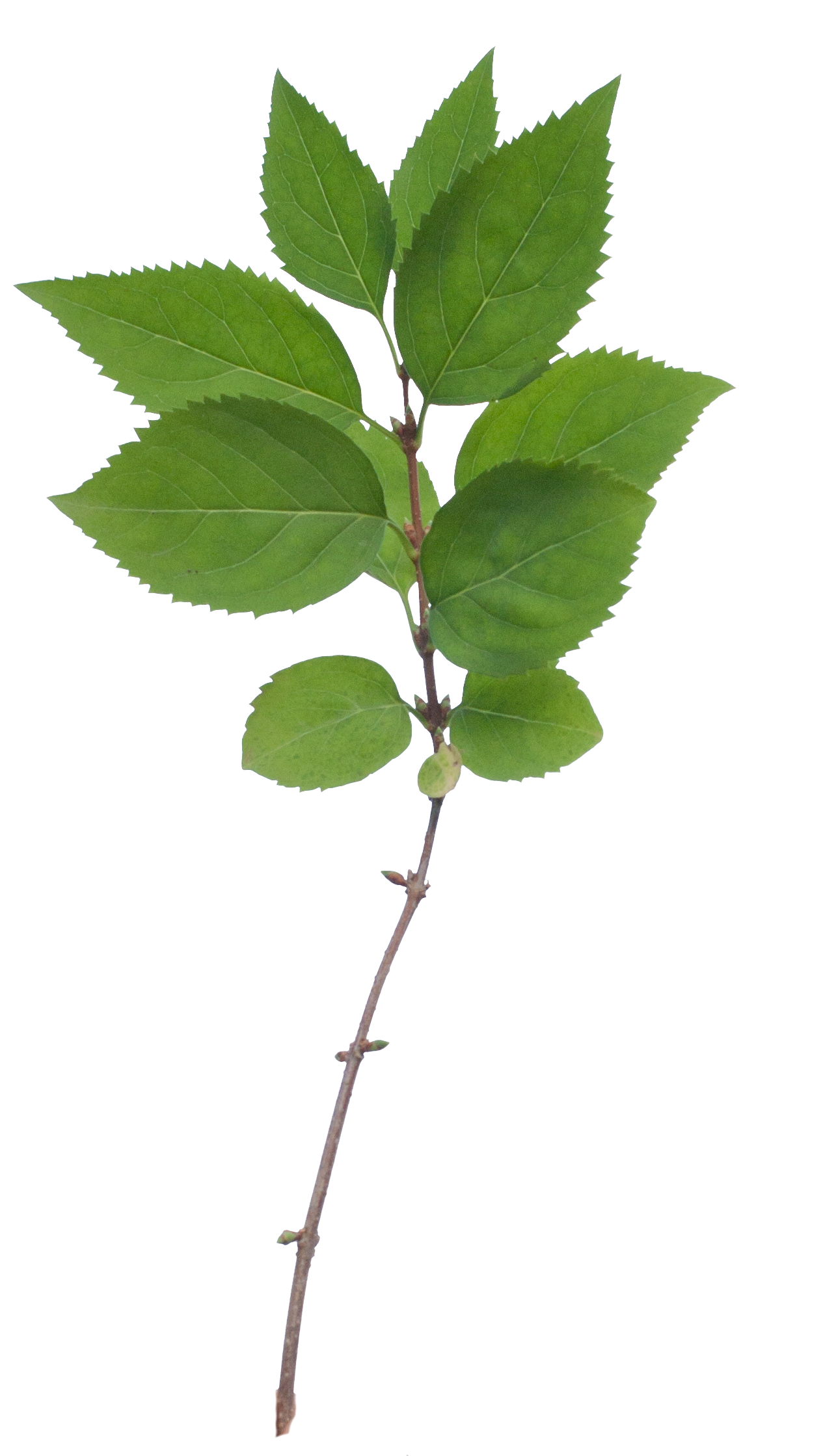 Free Branch, Download Free Branch png images, Free ClipArts on Clipart