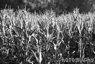 Crop Black and White Photographs