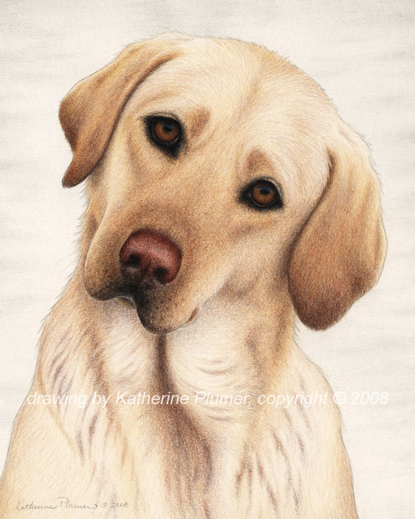 Katherine Plumer Fine Art: Drawings: Dogs: Shiloh