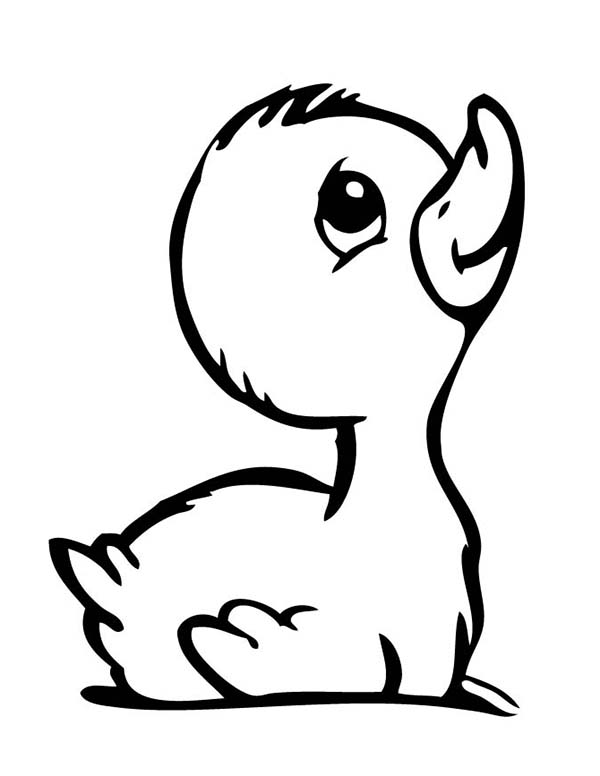cartoon baby duck drawing - Clip Art Library