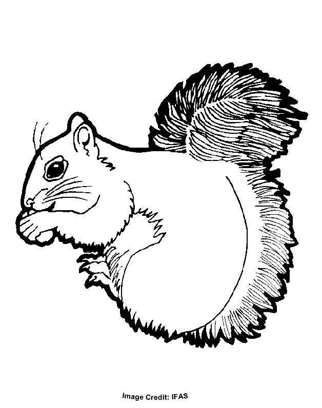 Squirrel - Free Coloring Pages for Kids - Printable Colouring Sheets