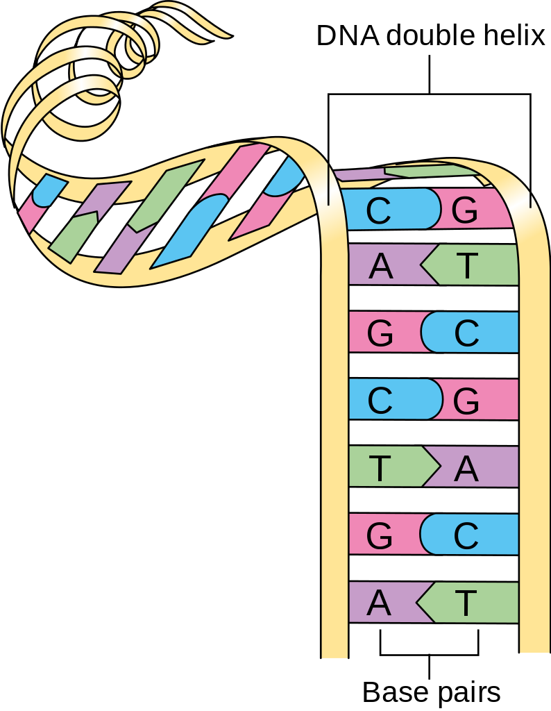 double helix definition