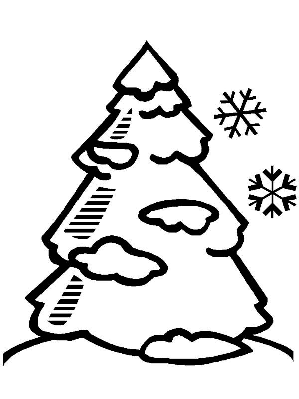 A Pine Tree Covered with Snow on Winter Coloring Page: A Pine Tree 