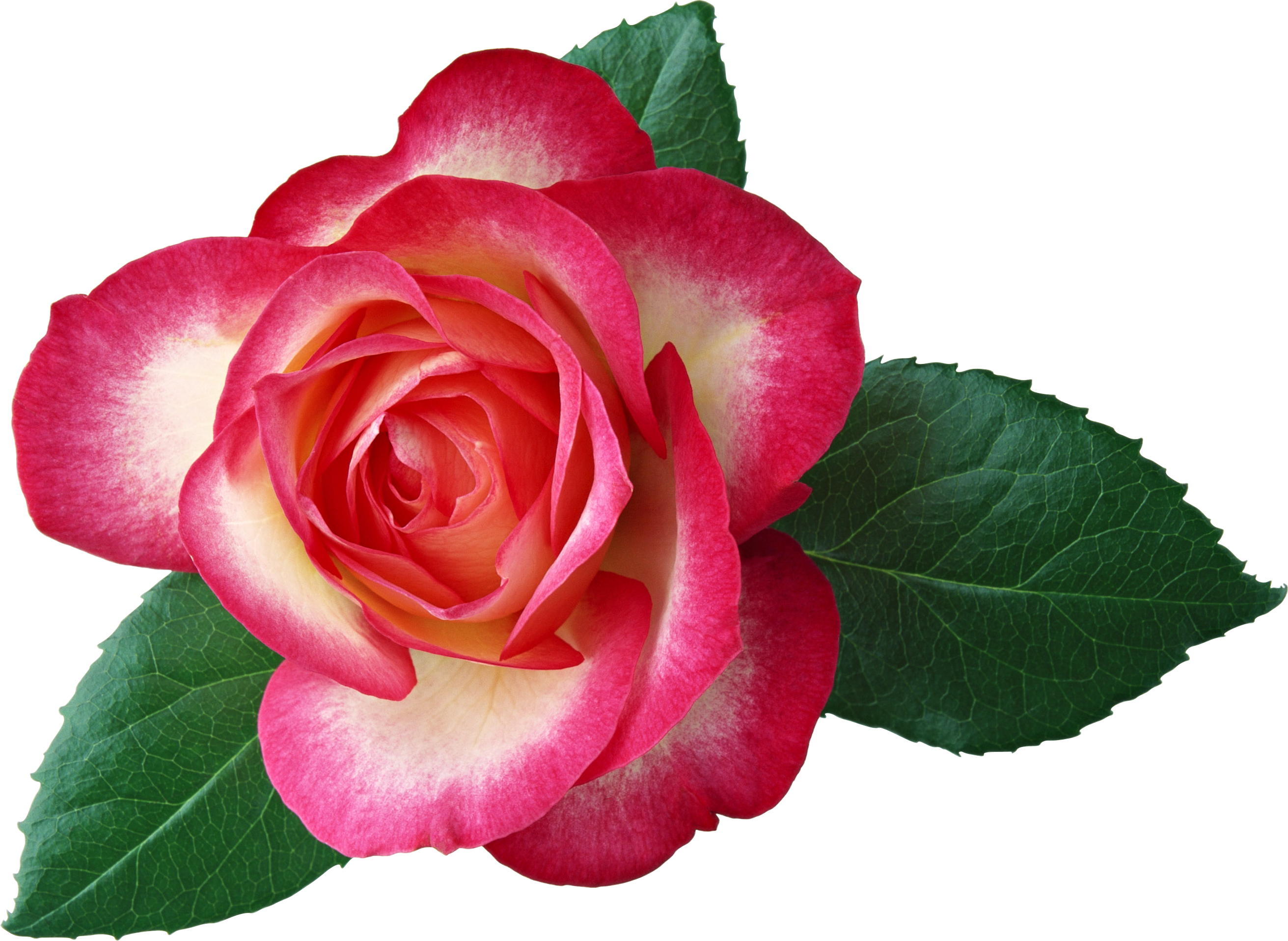 Large Rose Clipart Picture
