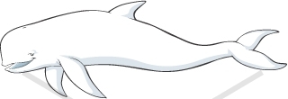 stock-vector-realistic-beluga- 