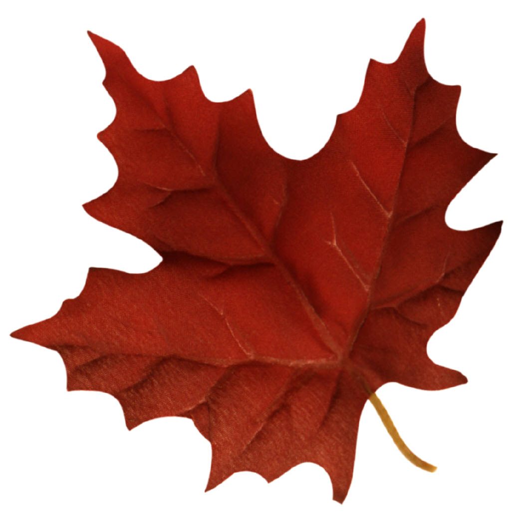 Picture Of A Maple Leaf - Clipart library