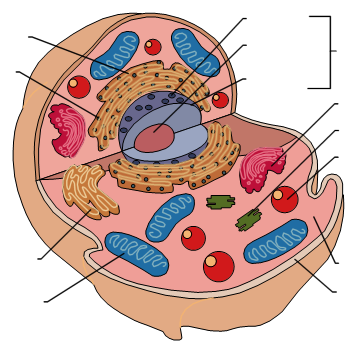 Free Animal Cell Unlabeled, Download Free Animal Cell Unlabeled png images,  Free ClipArts on Clipart Library