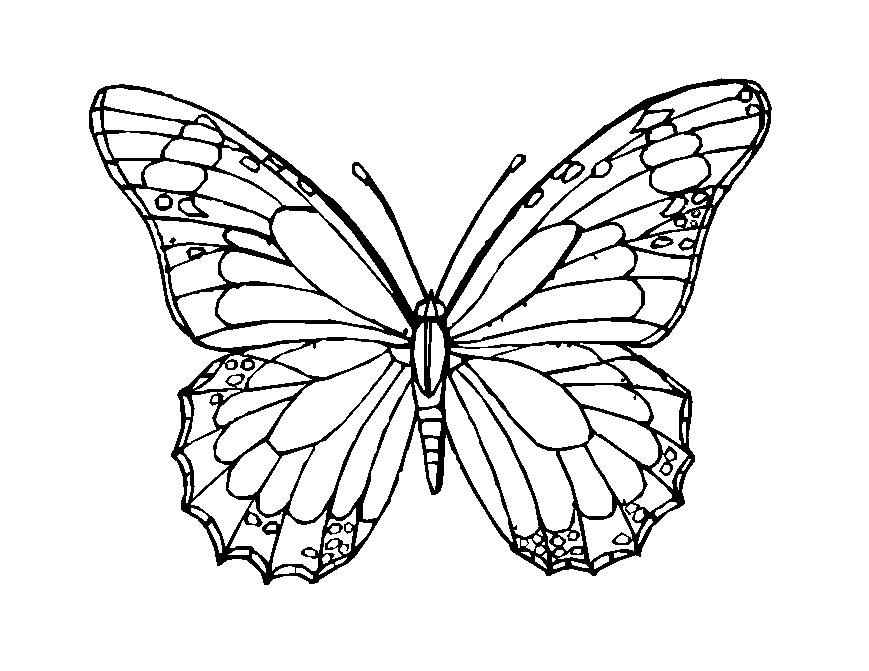 Featured image of post Printable Butterfly Images Black And White - Free incredible watercolor leaf transparent images in hd illustrations and vectors for your subjects.
