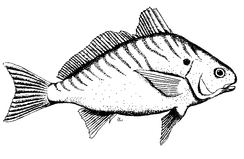 Black And White Fish - Clipart library
