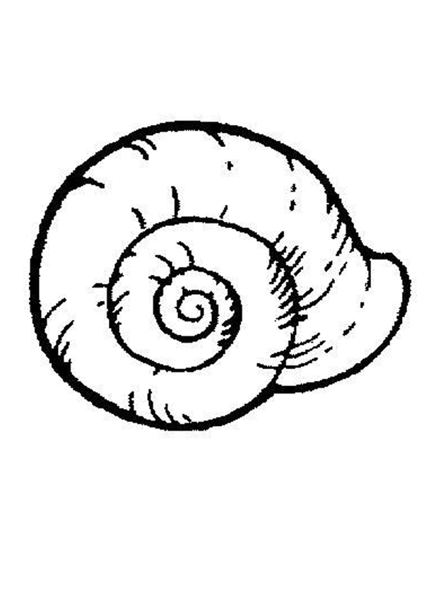 SHELL coloring pages - Sea shell