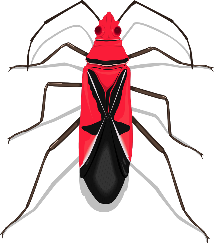 Insect 27 Free Vector 