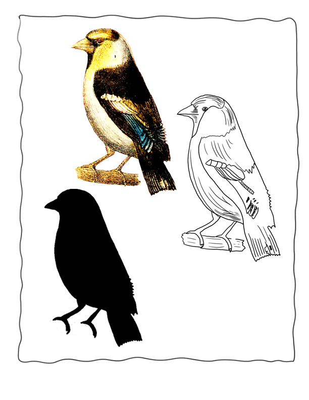 Bird Identification Poster Hawfinch , Echo
