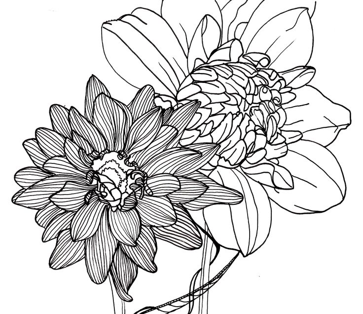 Free Flowers Line Drawing, Download Free Flowers Line Drawing png