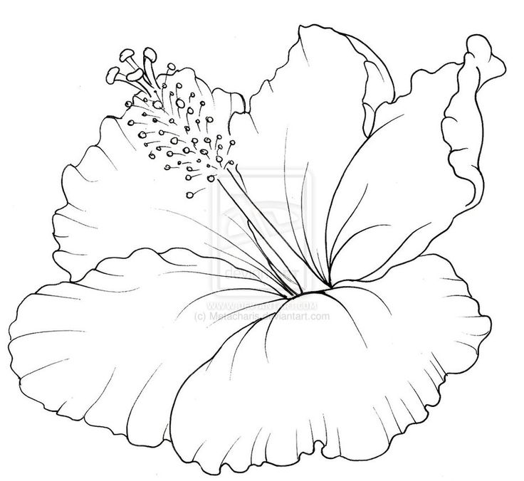 Hibiscus Line Art | Hibiscus Flower Tattoo Drawings | Leather 