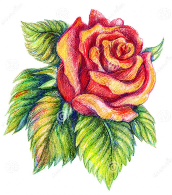 Featured image of post Rose Flower Drawing Colour Easy : Learning how to draw roses is as simple and easy as that.