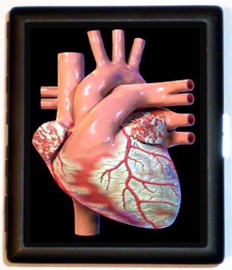 Free Real Human Hearts Download Free Real Human Hearts Png Images